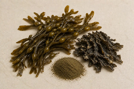 Bladderwrack