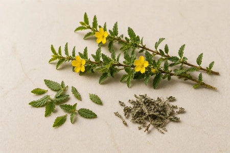 Damiana