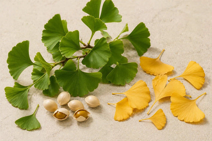 Ginkgo Biloba