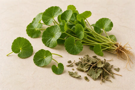 Gotu Kola