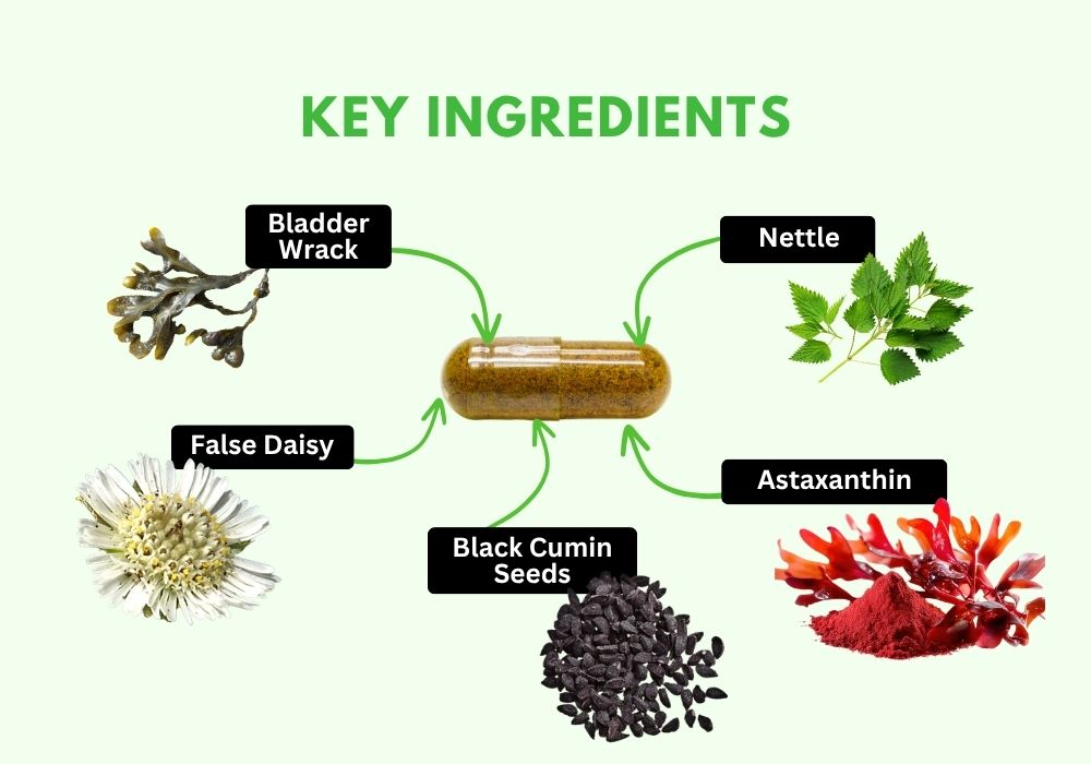 Key Ingredients