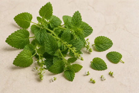 Lemon Balm