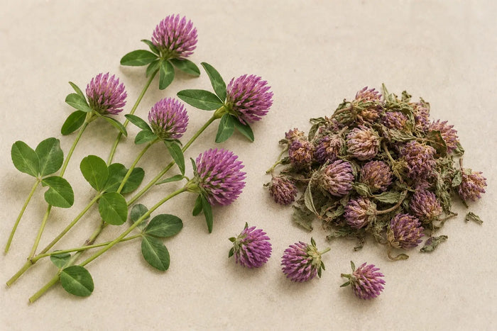 Red Clover