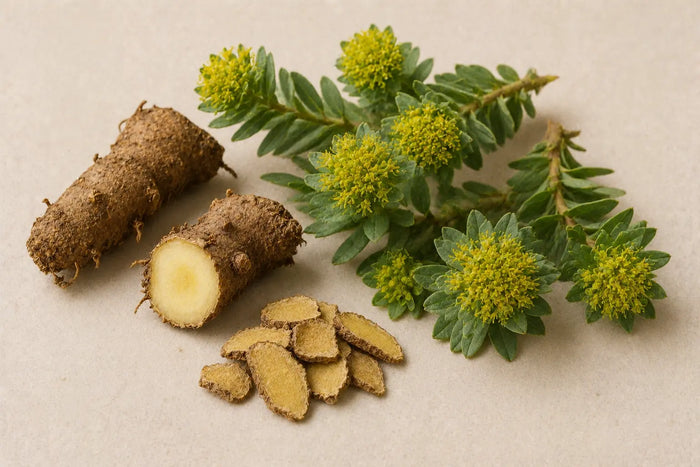 Rhodiola Rosea